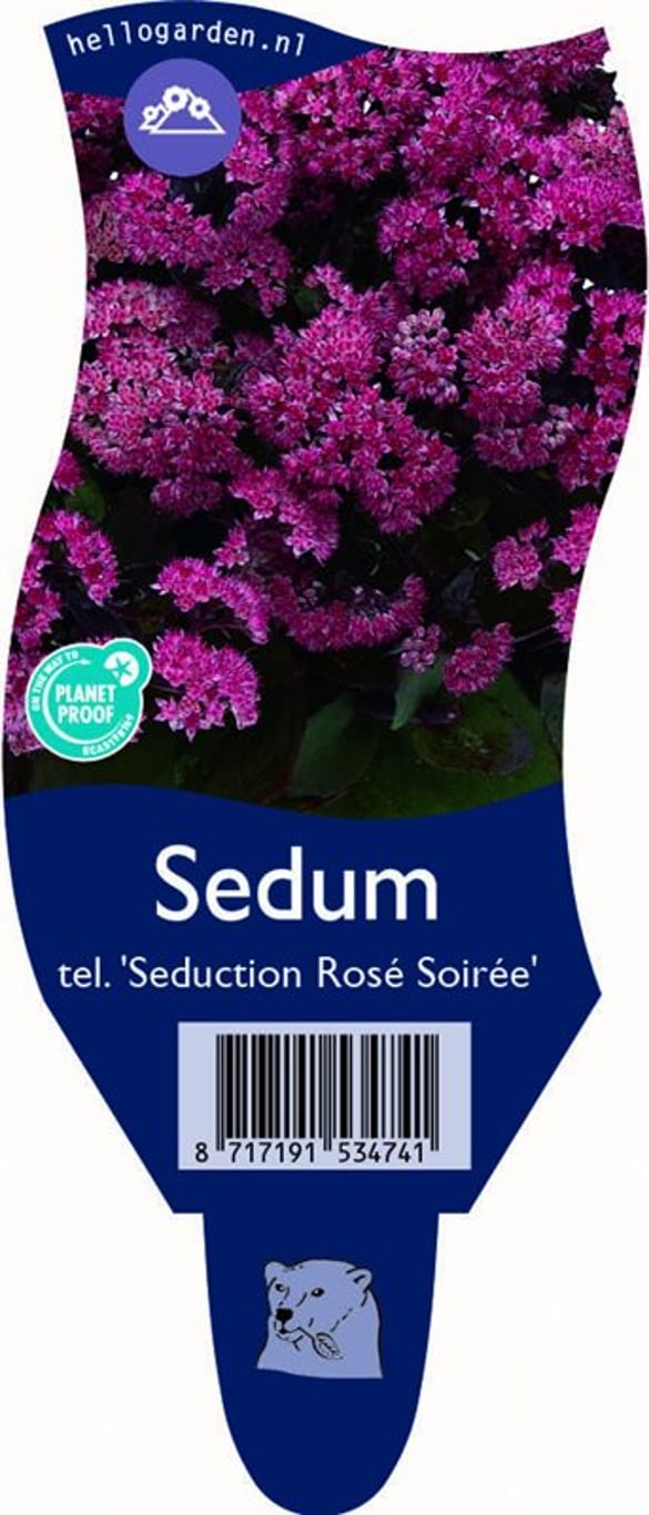 Sedum t. 'Seduction Rosé Soirée' - P11